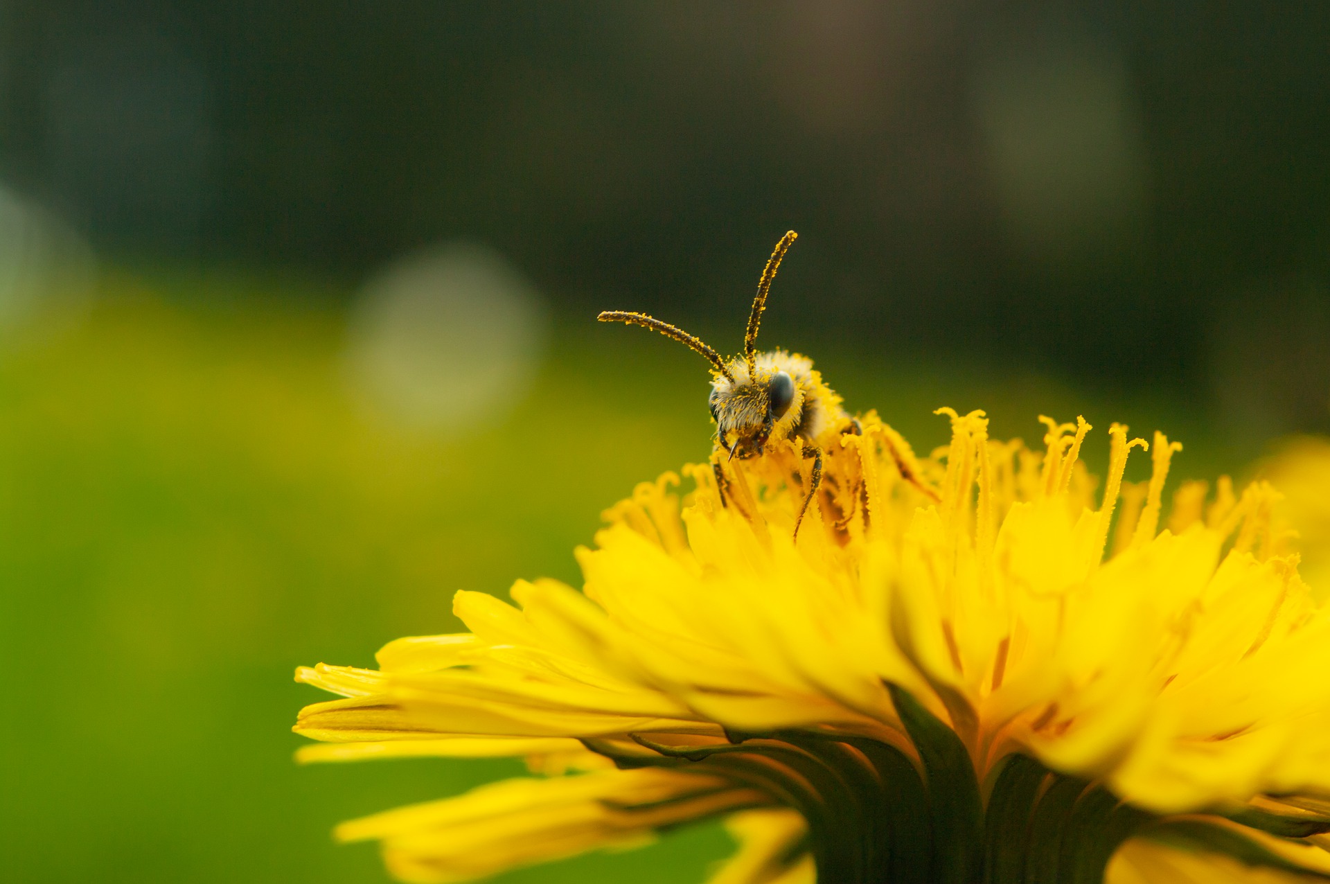 bee-7707052_1920